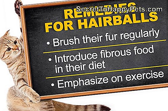 Hairball Remedies För Hundar