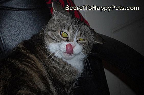 Mädchen liebt Katzen online datiert