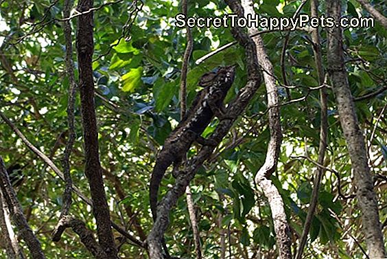 Bärnfleck Beim Nickerchen Im Baum Nach Dem Einbruch In Einen Whirlpool Und Stehlen Einer Margarita