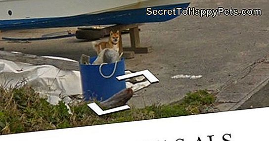 Dieser Hund, Der Ein Street View-Auto Jagt, Ist Das Niedlichste Auf Google Maps