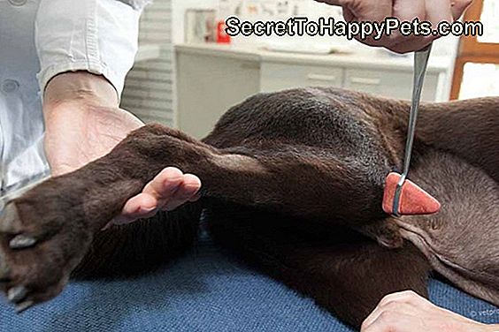 Restloses Bein-Syndrom Bei Hunden