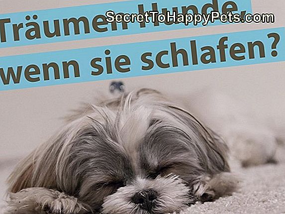 Zittern Hunde, Wenn Sie Kalt Sind?