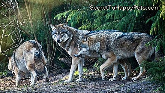 Fakten Über Wolf Dog Hybrids