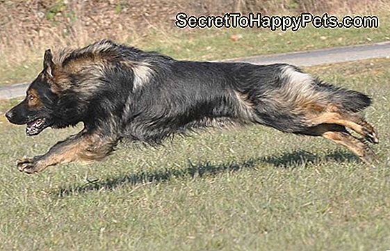 Wie Schnell Können Hunde Laufen?