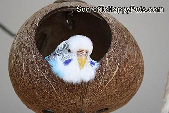 Wie Man Nistkästen Für Indian Ringneck Papageien Baut