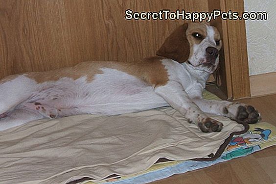 Wie Man Für Einen Beagle Mit Dem Chinese Beagle Syndrom Sorgt