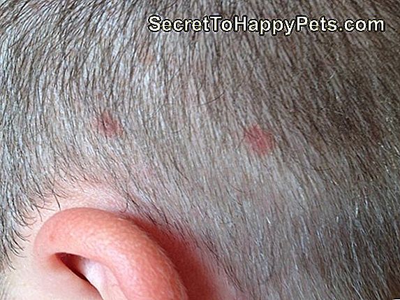 Wie Man Haarausfall Von Einem Hundehalsband Verhindert