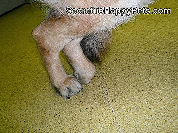 Signs & Symptoms Of Dog Spinal Cord Injury