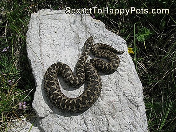 Welche Arten Von Schlangen Gebären Lebend?