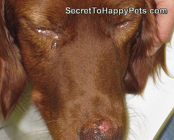 Bartonella-Infektion Bei Hunden: Anzeichen, Ursachen Und Behandlung