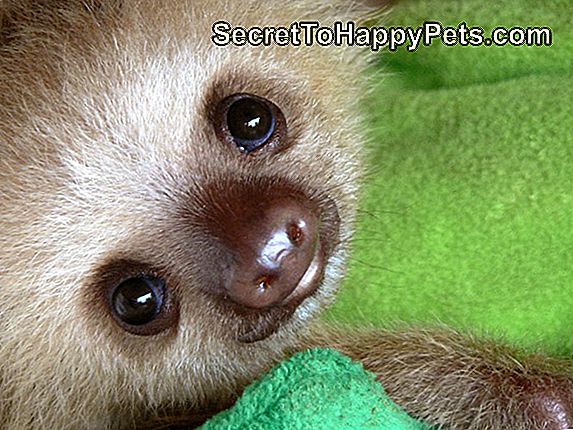 Baby Sloth Λέγοντας, 