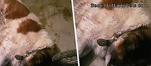 Το Σκυλί Του Carrie Fisher Έχει Αγγίξει Την Αντίδραση Ενώ Παρακολουθεί Τη Μαμά Στο Νέο 'Star Wars' Trailer