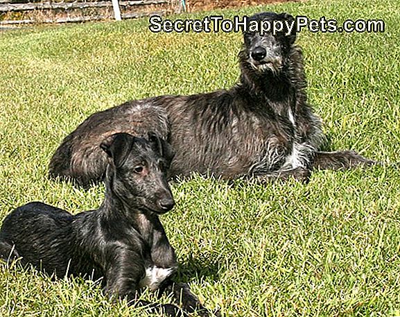 Leonberger Σκυλιών Γεγονότα Και Πληροφορίες