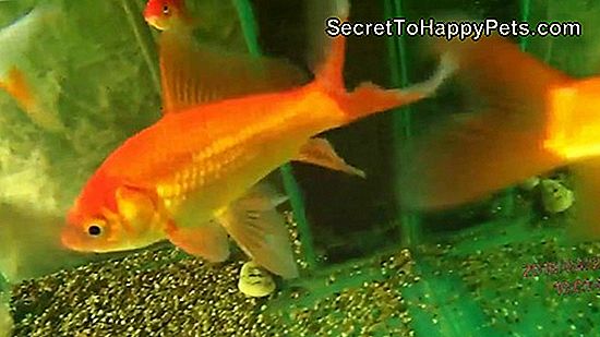 Πώς Τα Ψάρια Koi Γεννιούνται;