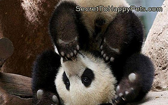 Baby Pandas Pelean Con Todo Y Es Todo Adorable