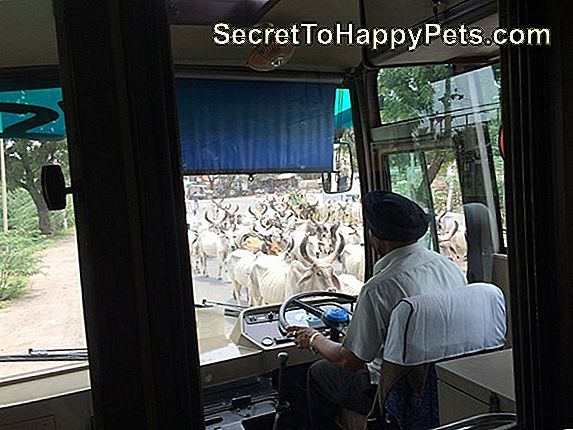 El Conductor Del Autobús Hero Da A Los Cachorros Un Viaje Gratis Durante Una Tormenta