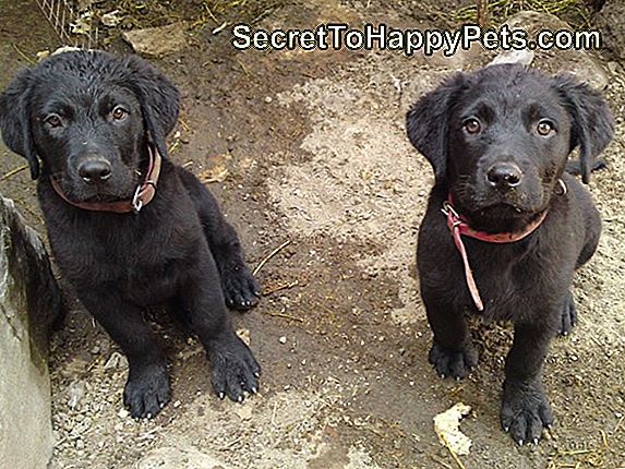 Diferencia Entre Los Perros Golden Retriever Y Labrador Retriever