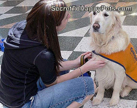 ¿Cómo Pueden Los Perros Guía Ayudar A Las Personas Ciegas?
