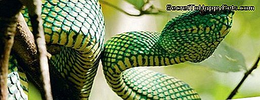 ¿Qué Es La Vida Útil De Una Serpiente Pitón?