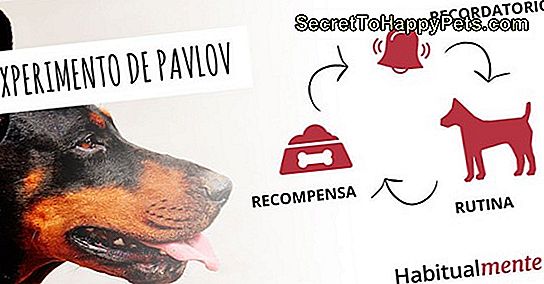 ¿Por Qué Los Perros Tienen Resecos Secos Y Tos?