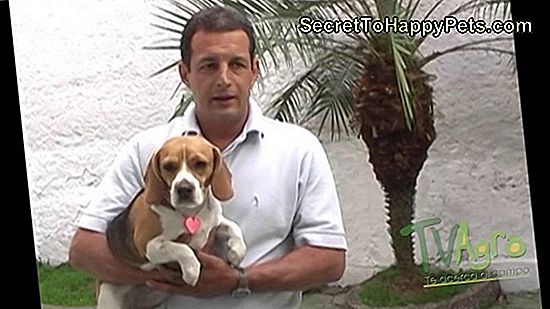 Cómo Entrenar A Un Perro Reactivo Con La Correa