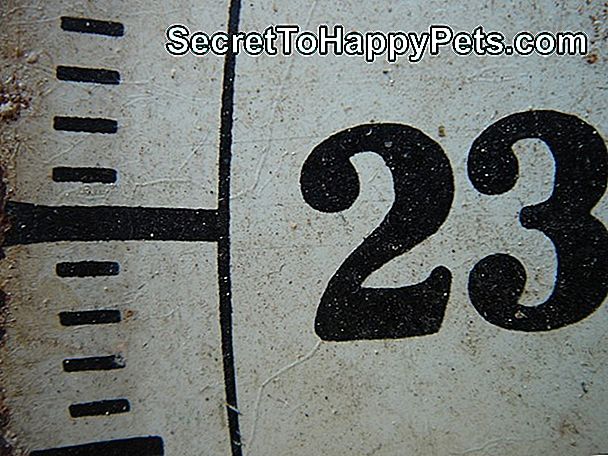 23 Negaršīgākie Suņi, Kuriem Ir Nepieciešams Vannā