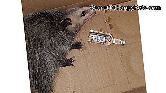Drunk Opossum Stole Booze, Vit Sans Regrets