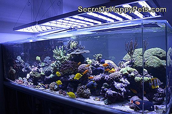 Comment Construire Des Aquariums En Acrylique