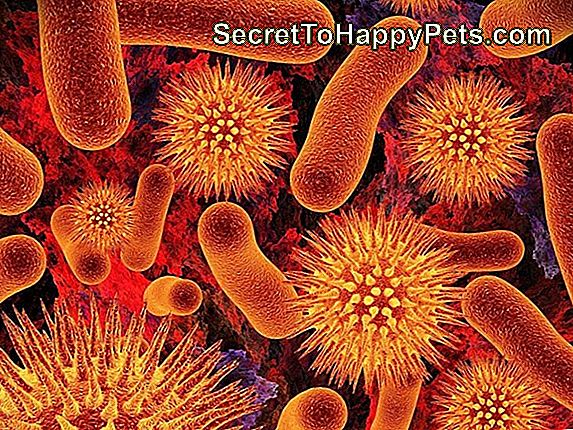 Types De Bactéries Dans La Bouche D'Un Chien