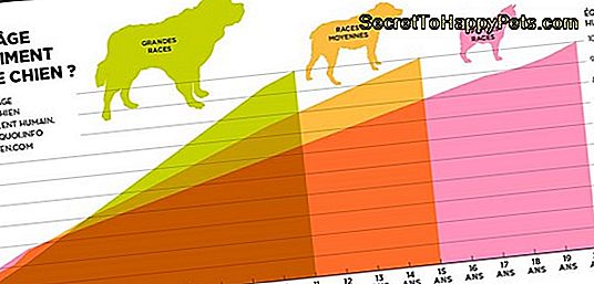 Quelle Est La Gestation Normale Pour Les Chiens?