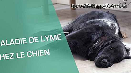 Traitement Et Symptômes De La Maladie De Lyme Chez Le Chien