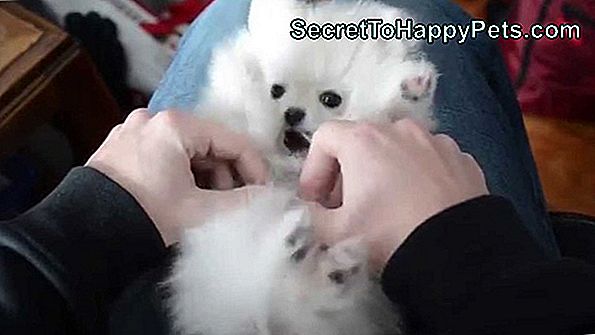 19 No Cutest Pomeranians Internetā
