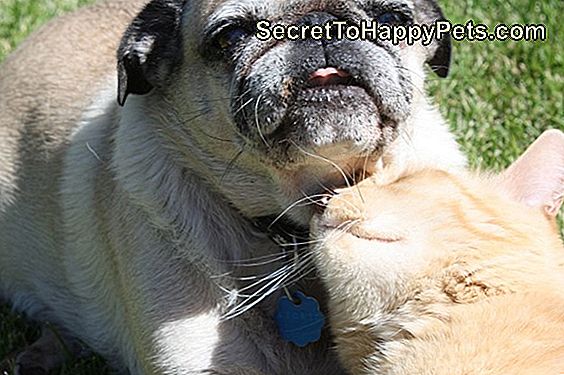 9 Snuggling Pets Die Bewijzen Dat Alles Goed Is In De Wereld