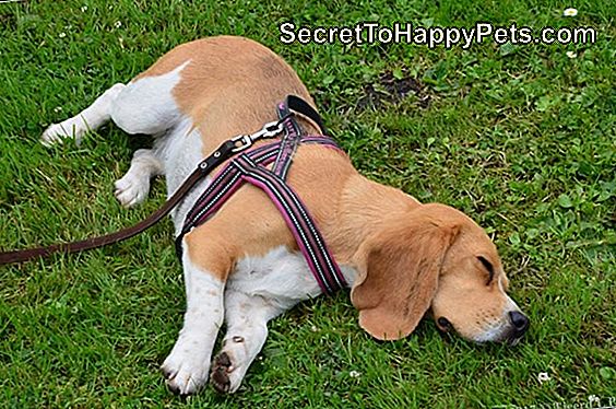 Deze Beagle Is Zo Opgewonden Nadat Hij Ooit De Beste Kerstcadeau Heeft Gekregen