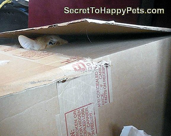 15 Big Cats Who Love Boxes More Than House Cats