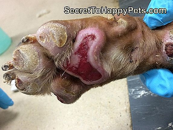 Hondenpoot Pad Infectie
