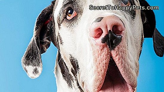 Deze 19 Honden Doen Barkour Zullen Je Doen Glimlachen