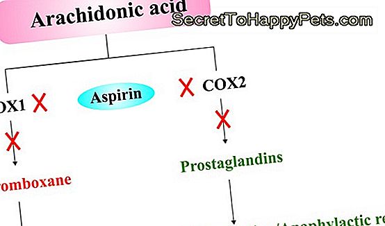 Aspirine Of Ibuprofen Doses Voor Honden