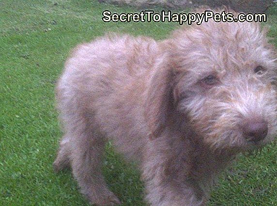 Bedlington Terrier Feiten En Informatie Over Hondenras