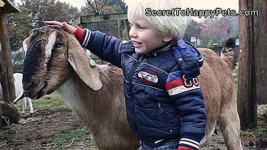 Ziekten Honden Kunnen Van Ratten Vangen