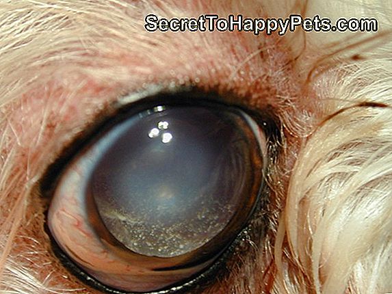 Cataract In Een Hond Pijn Doen?