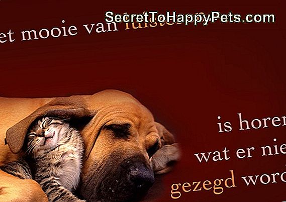 Worden Honden Lui Als Ze Ouder Worden?