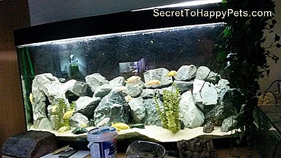 Hoe Aquarium Rocks En Decoraties Schoon Te Maken