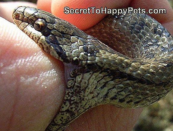 Hoe Baby Slangen Te Identificeren