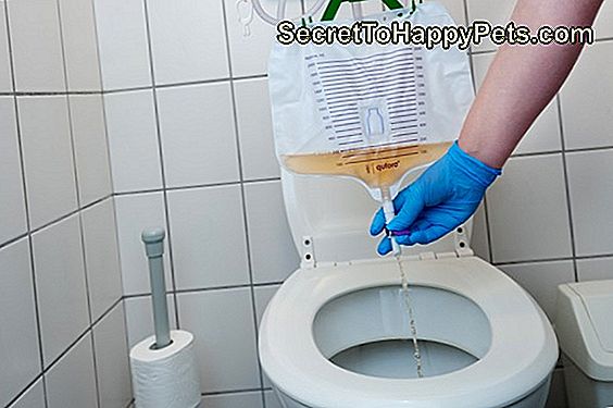 Hoe Urineweginfecties Bij Hamsters Te Behandelen