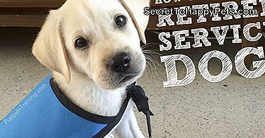 Raising Puppies To Service Dogs: The Basics