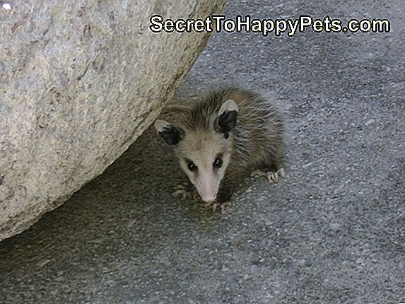 Drunk Opossum Stole Booze, Żyje Bez Żalu