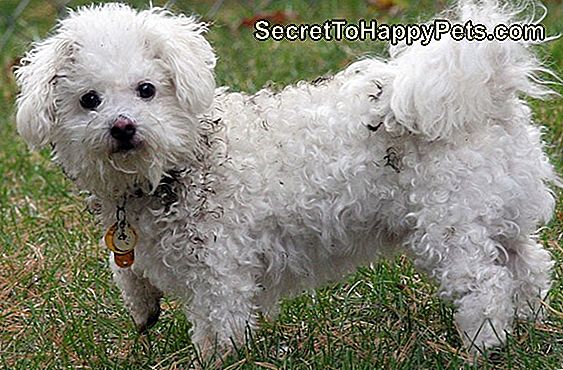 Black Russian Terrier Dog Breed Fakta & Information