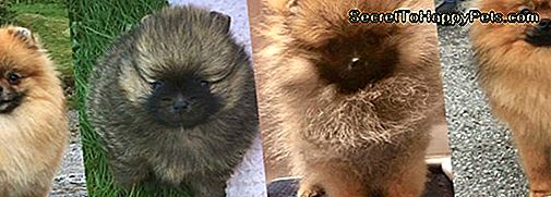 Har Pomeranians Har Hår Eller Fur?