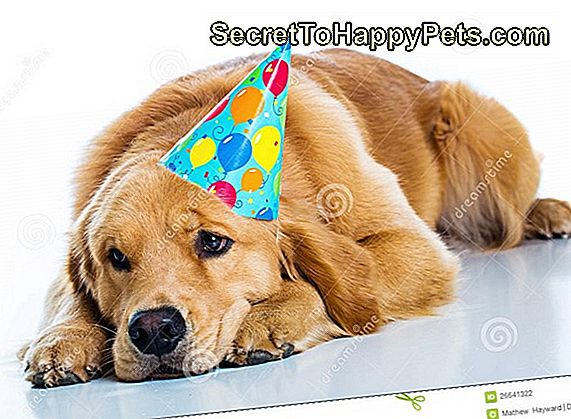 The Sad Dog Birthday Picture Okazało Się Być Mistyfikacją I Ludzie Są Wściekli